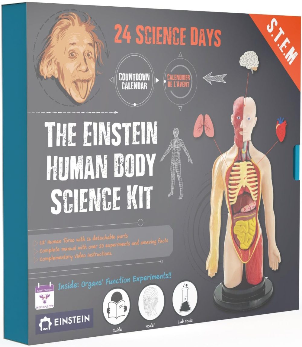 Einstein Human Body Science Kit Advent Calendar: 24 days of S.T.E.M science experiments & activities all about the human body. Includes 12’ Human Model with 16 detachable organs and a printed guide