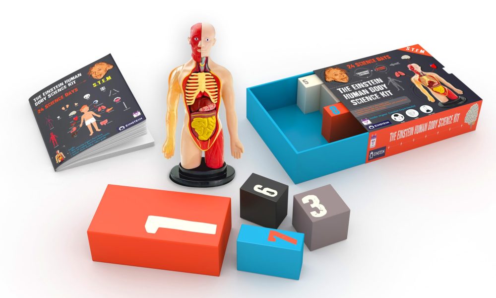 Einstein Human Body Science Kit Advent Calendar: 24 days of S.T.E.M science experiments & activities all about the human body. Includes 12’ Human Model with 16 detachable organs and a printed guide - Image 8