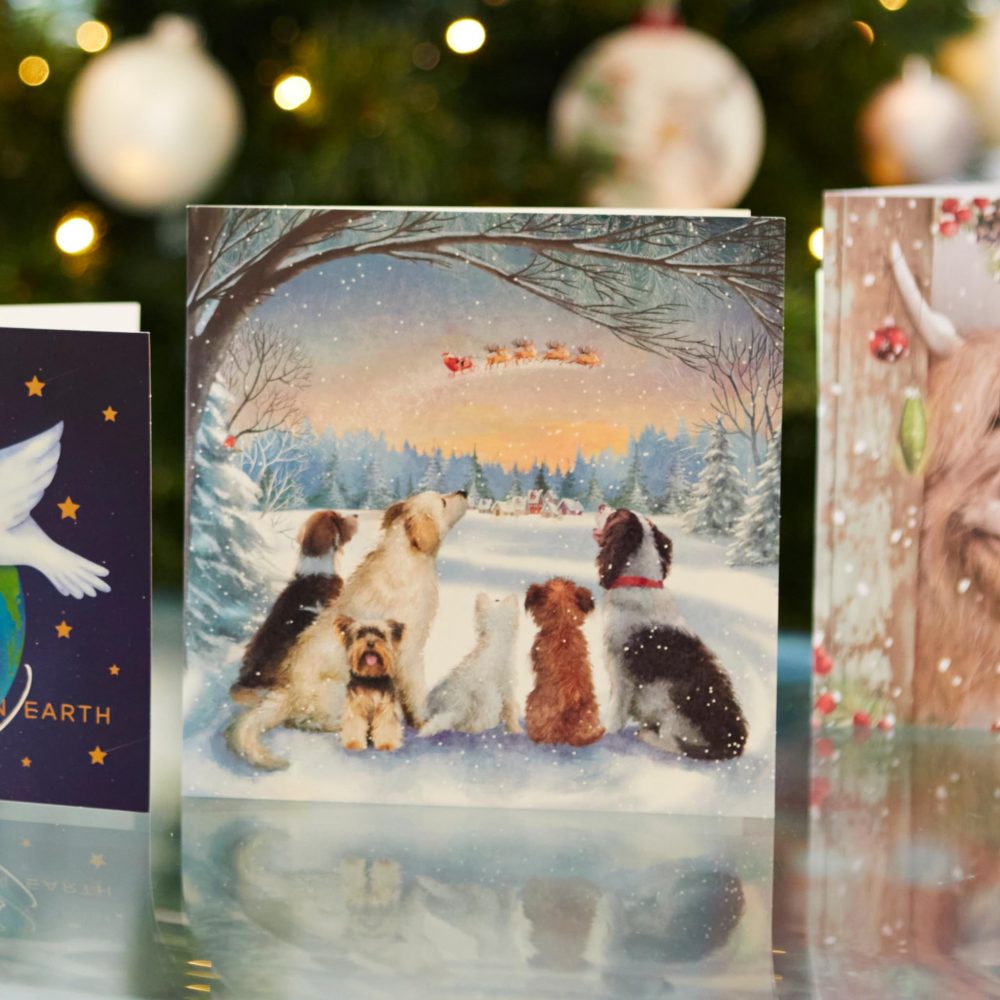 Cancer Research UK Box of 24 Charity Christmas Cards - 2 Designs - Dogs & Cats - Image 3