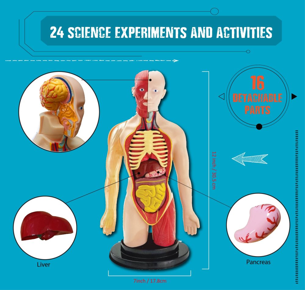 Einstein Human Body Science Kit Advent Calendar: 24 days of S.T.E.M science experiments & activities all about the human body. Includes 12’ Human Model with 16 detachable organs and a printed guide - Image 6