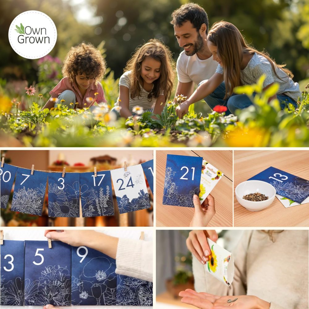 OwnGrown Flower Seeds Advent Calendar for 2024-24 Varieties of Wild Flower Plant Seeds DIY Kit - Garden Gift Decorations - Housewarming Gardening Gifts for Men and Women - Wildflower Organic Seeds - Image 7