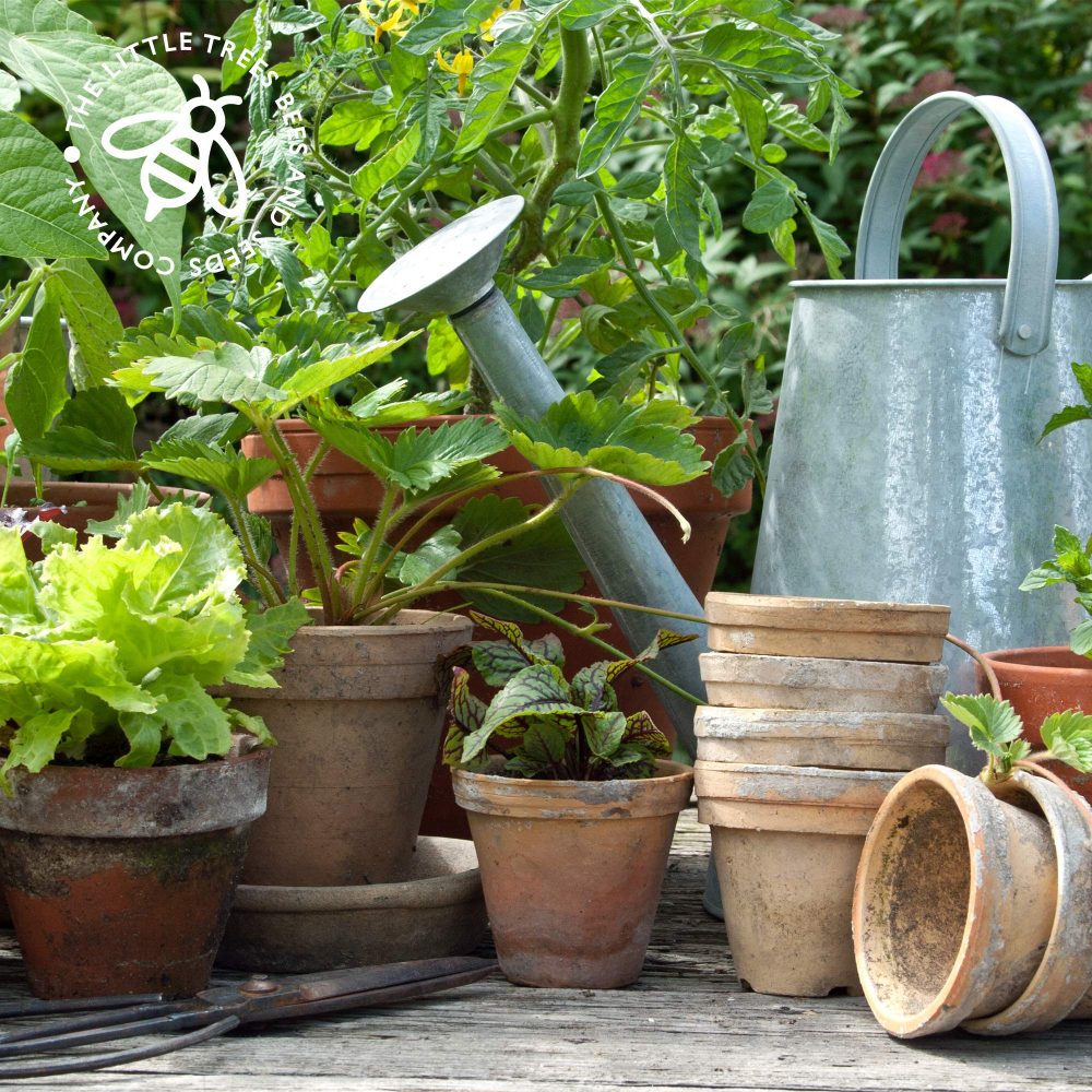 Gardening Gifts Advent Calendar 2024: 25 Premium Vegetable, Salad and Herb Seeds with Twine and Clips for Display, Great for Adults, Kids and the Family - Image 5