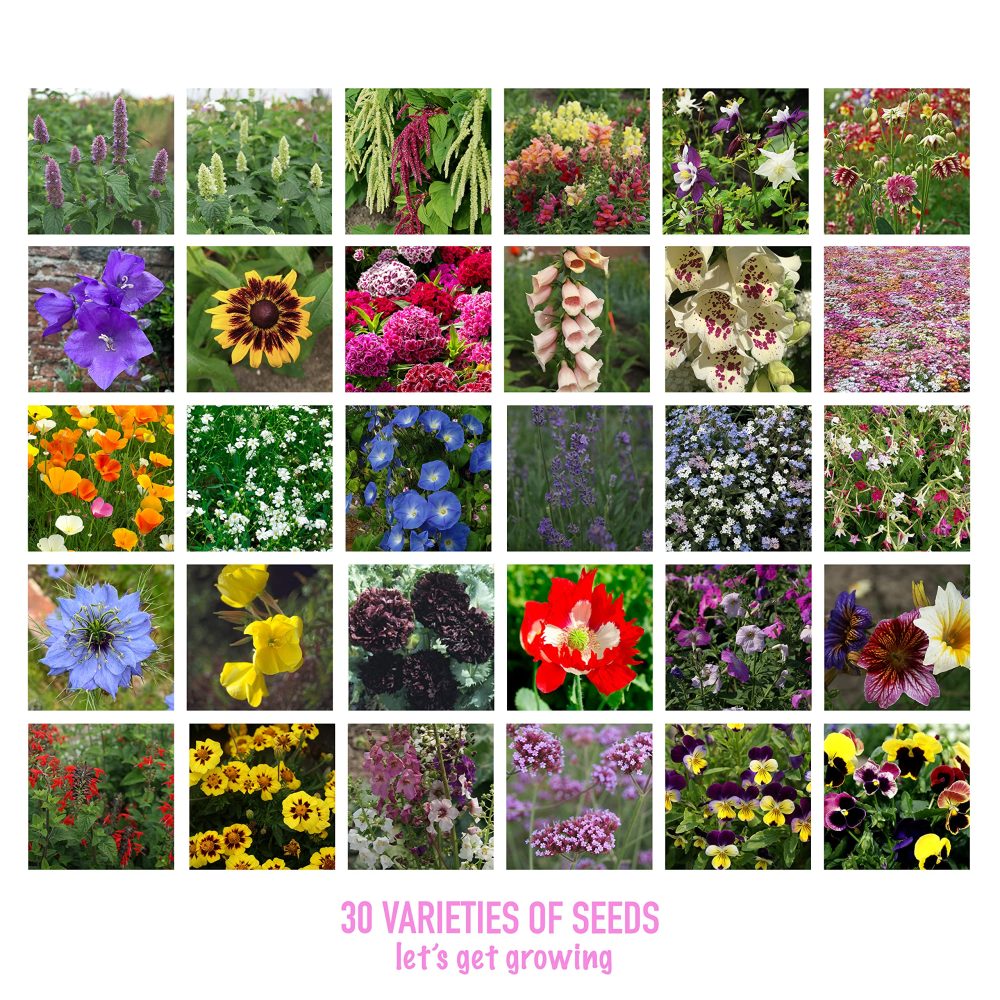 Scott&Co. Flower Seed Variety Pack - 30 Different Varieties of Flower Seeds to Grow Your Own. Butterfly and Bee Attracting, Grow Indoor and Outdoor. Christmas Gifts for Women and Men - Image 7