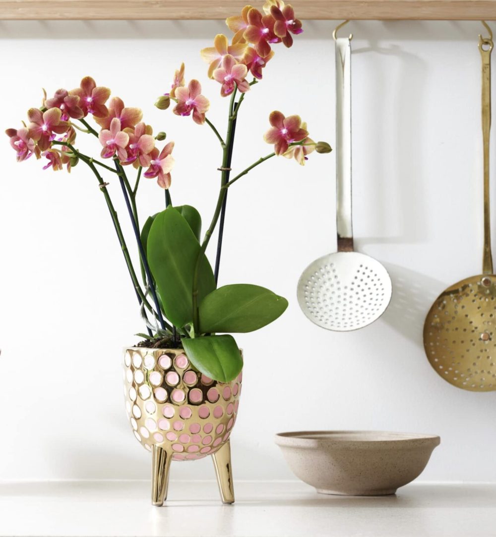 Rare Scented Orchid Phalaenopsis Orchid Plant Bolgheri - Orange Blooms in 12 cm Pot 45 cm Height - Image 6