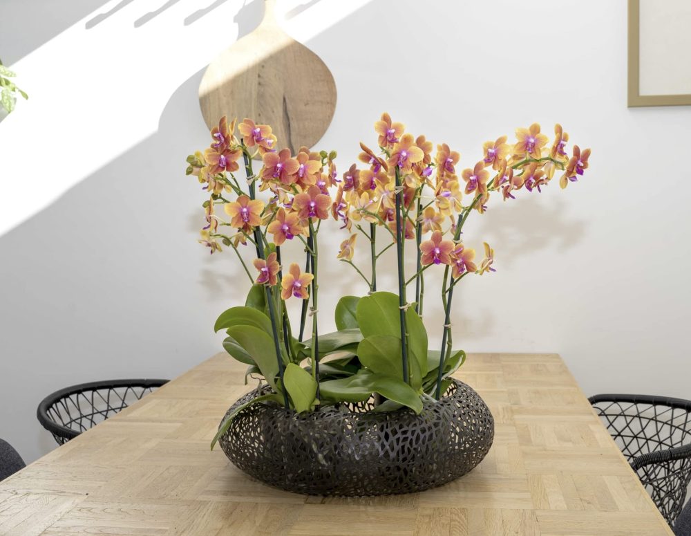 Rare Scented Orchid Phalaenopsis Orchid Plant Bolgheri - Orange Blooms in 12 cm Pot 45 cm Height - Image 5