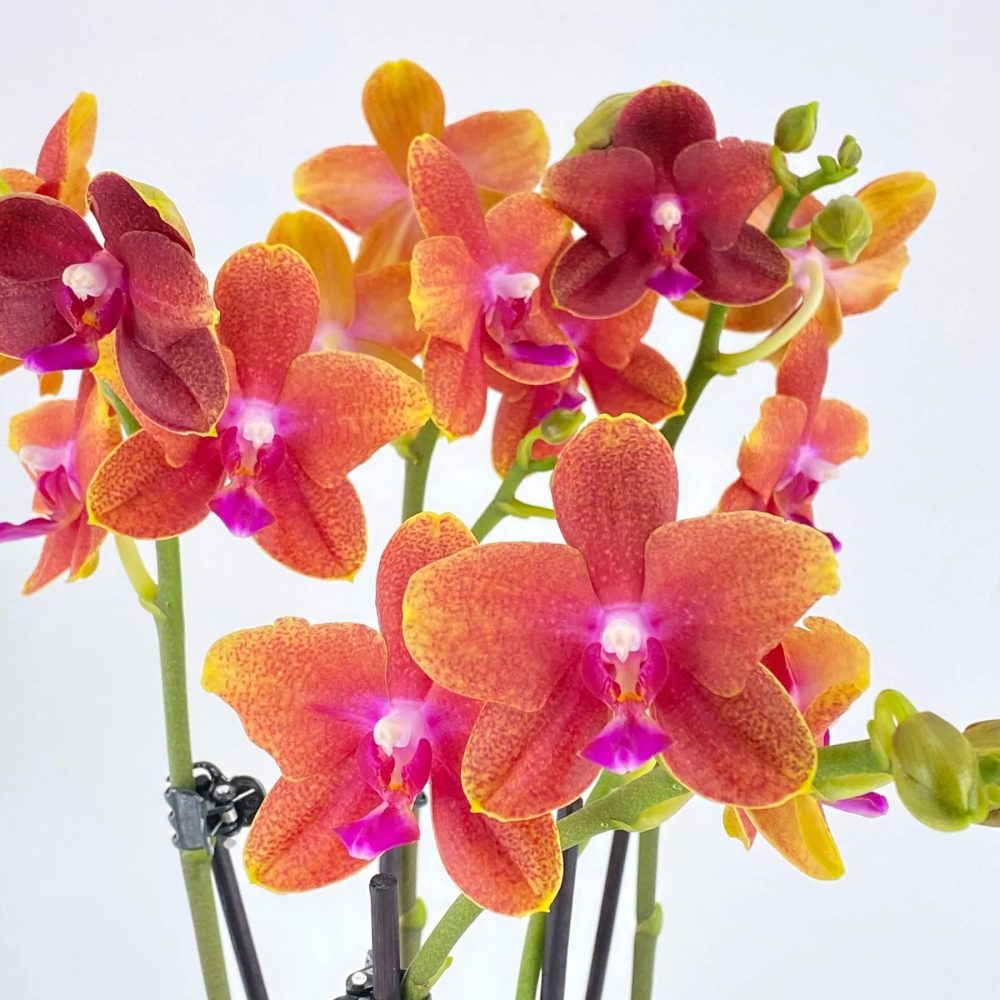 Rare Scented Orchid Phalaenopsis Orchid Plant Bolgheri - Orange Blooms in 12 cm Pot 45 cm Height - Image 3