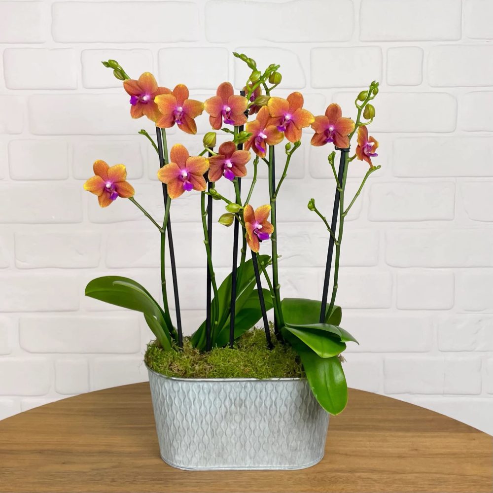 Rare Scented Orchid Phalaenopsis Orchid Plant Bolgheri - Orange Blooms in 12 cm Pot 45 cm Height - Image 2